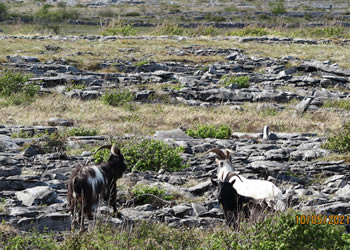 Kinvara Inn Attractions The Burren